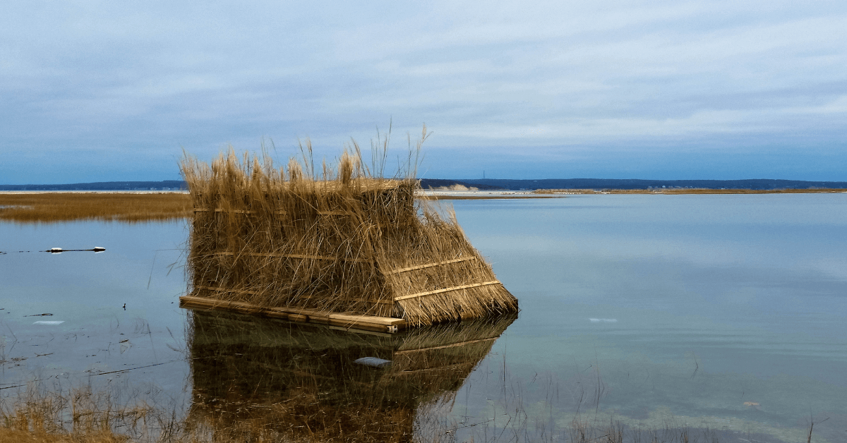 Featured Image for How to Build a Duck Blind
